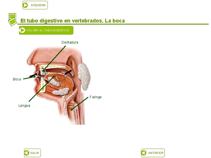 ESQUEMA El tubo digestivo en vertebrados. La boca VOLVER AL TUBO DIGESTIVO Dentadura Boca