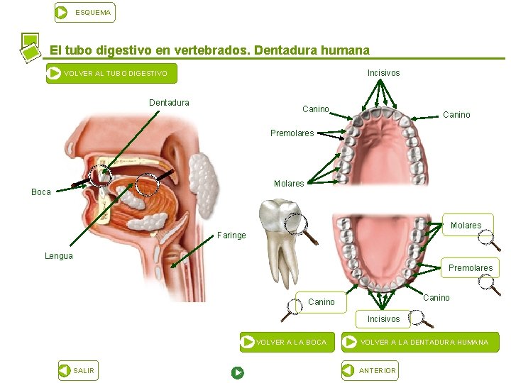 ESQUEMA El tubo digestivo en vertebrados. Dentadura humana Incisivos VOLVER AL TUBO DIGESTIVO Dentadura