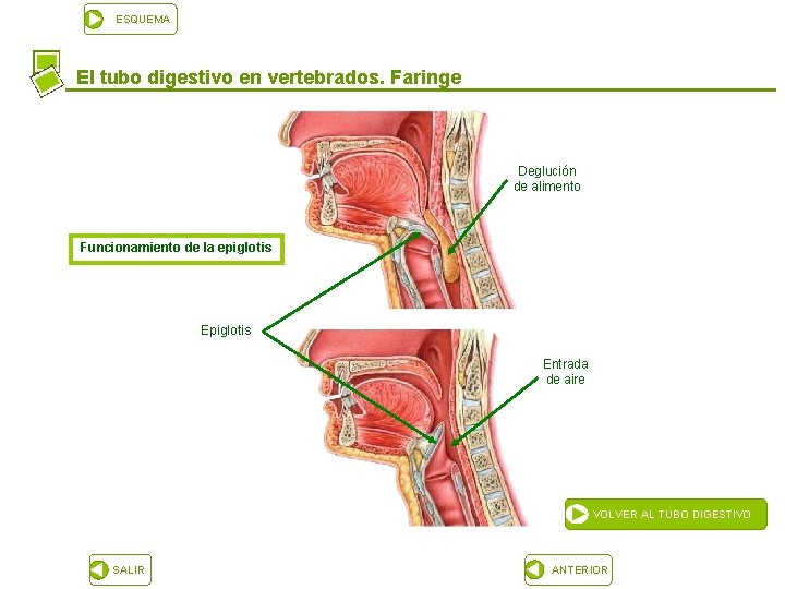 ESQUEMA El tubo digestivo en vertebrados. Faringe Deglución de alimento Funcionamiento de la epiglotis