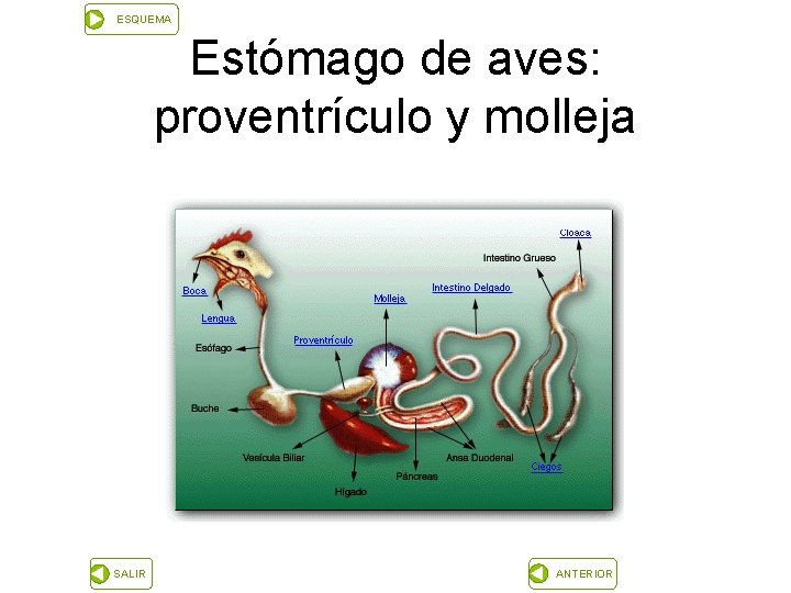 ESQUEMA Estómago de aves: proventrículo y molleja SALIR ANTERIOR 