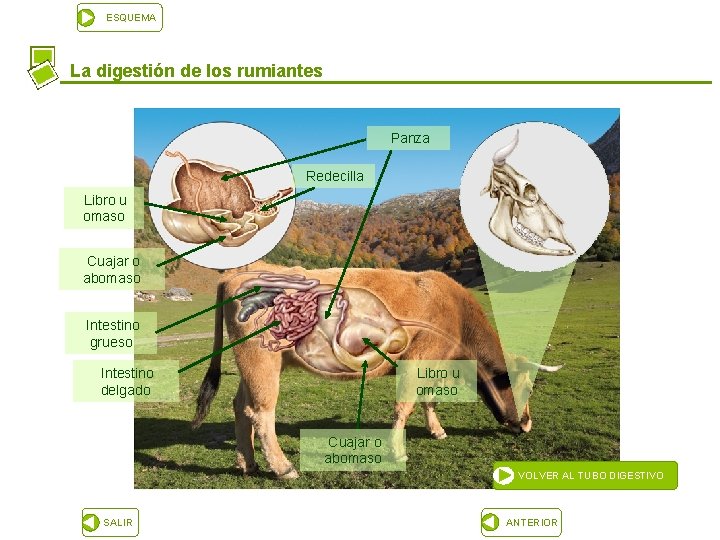 ESQUEMA La digestión de los rumiantes Panza Redecilla Libro u omaso Cuajar o abomaso