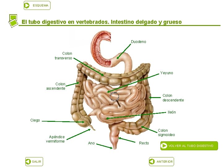 ESQUEMA El tubo digestivo en vertebrados. Intestino delgado y grueso Duodeno Colon transverso Yeyuno