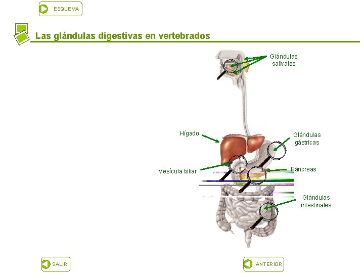 ESQUEMA Las glándulas digestivas en vertebrados Glándulas salivales Hígado Glándulas gástricas Páncreas Vesícula biliar