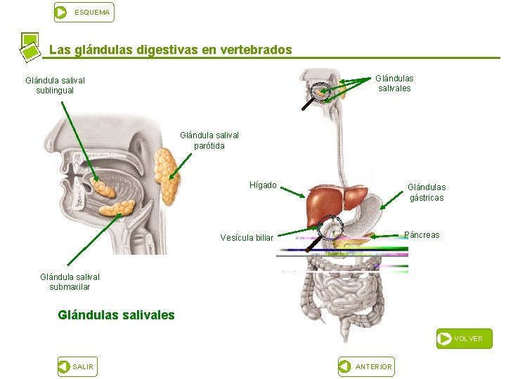 ESQUEMA Las glándulas digestivas en vertebrados Glándulas salivales Glándula salival sublingual Glándula salival parótida