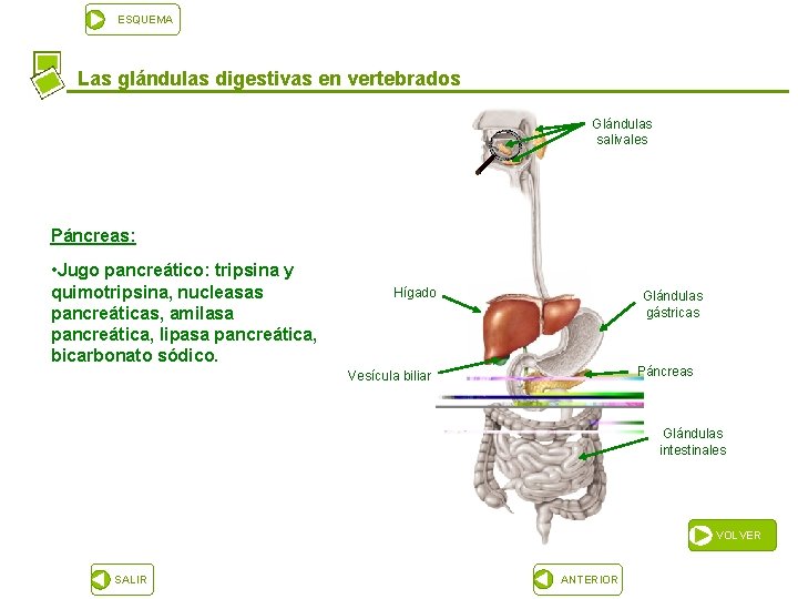 ESQUEMA Las glándulas digestivas en vertebrados Glándulas salivales Páncreas: • Jugo pancreático: tripsina y