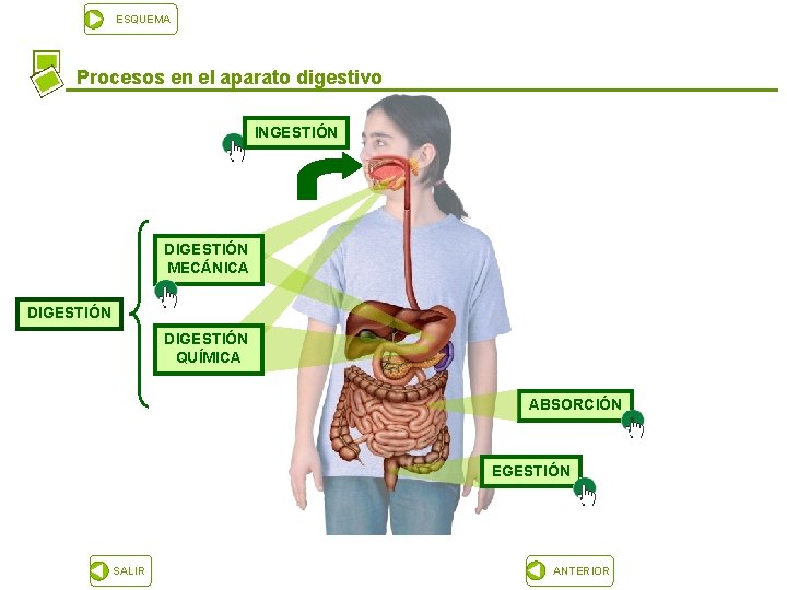 ESQUEMA Procesos en el aparato digestivo INGESTIÓN DIGESTIÓN MECÁNICA DIGESTIÓN QUÍMICA ABSORCIÓN EGESTIÓN SALIR