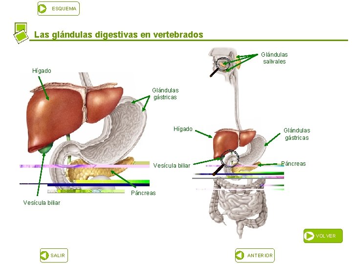 ESQUEMA Las glándulas digestivas en vertebrados Glándulas salivales Hígado Glándulas gástricas Páncreas Vesícula biliar