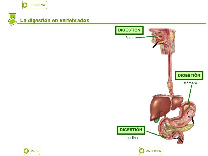 ESQUEMA La digestión en vertebrados DIGESTIÓN Boca DIGESTIÓN Estómago DIGESTIÓN Intestino SALIR ANTERIOR 