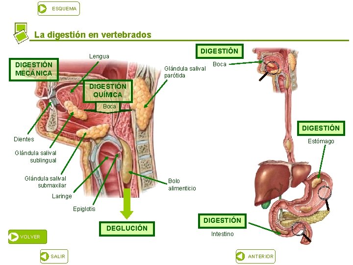 ESQUEMA La digestión en vertebrados DIGESTIÓN Lengua DIGESTIÓN MECÁNICA Glándula salival parótida Boca DIGESTIÓN