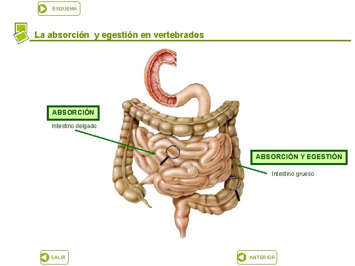 ESQUEMA La absorción y egestión en vertebrados ABSORCIÓN Intestino delgado ABSORCIÓN Y EGESTIÓN Intestino