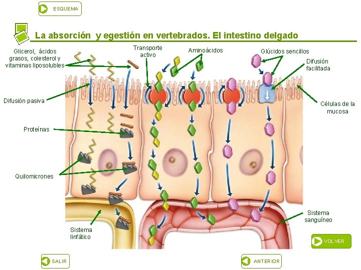 ESQUEMA La absorción y egestión en vertebrados. El intestino delgado Transporte activo Glicerol, ácidos