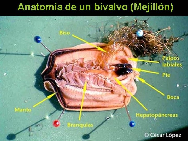 ESQUEMA SALIR ANTERIOR 