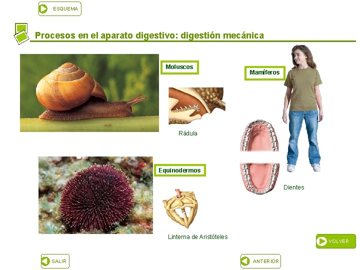 ESQUEMA Procesos en el aparato digestivo: digestión mecánica Moluscos Mamíferos Rádula Equinodermos Dientes Linterna