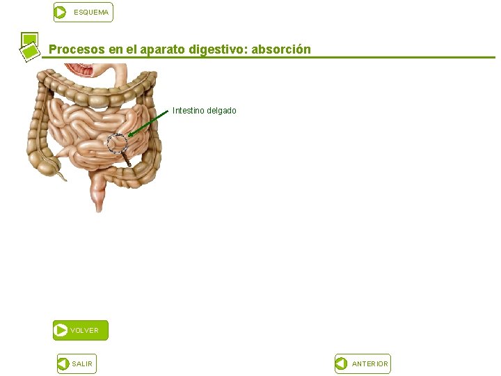 ESQUEMA Procesos en el aparato digestivo: absorción Intestino delgado VOLVER SALIR ANTERIOR 