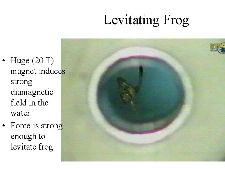 Levitating Frog • Huge (20 T) magnet induces strong diamagnetic field in the water.