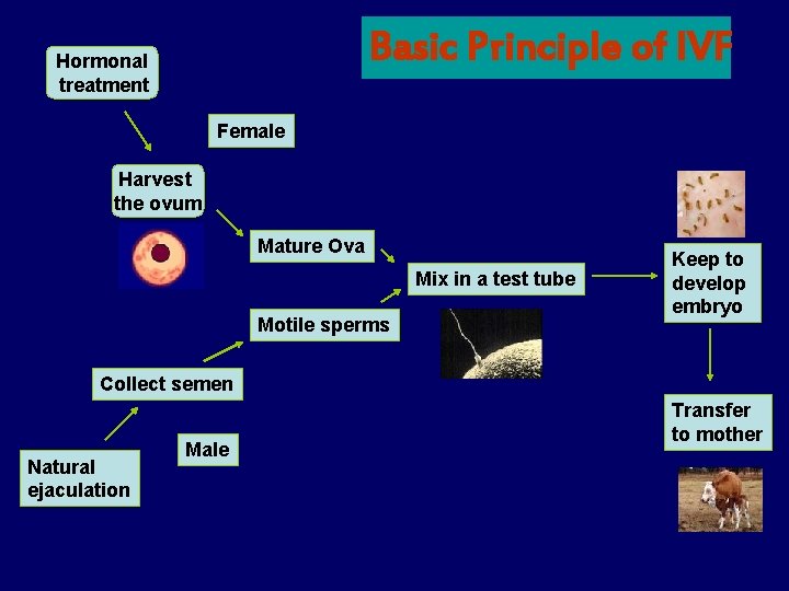 Basic Principle of IVF Hormonal treatment Female Harvest the ovum Mature Ova Mix in