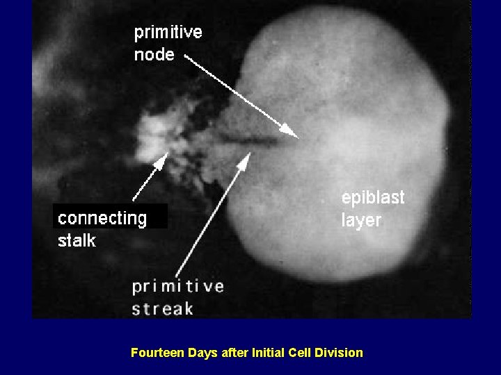 Fourteen Days after Initial Cell Division 