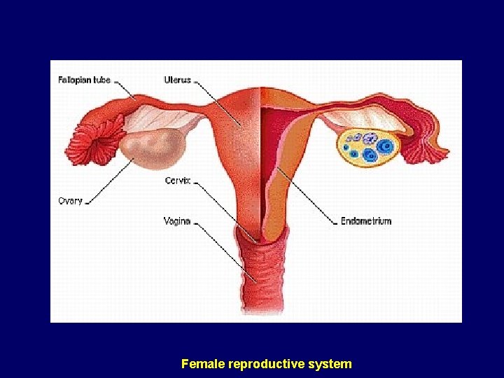 Female reproductive system 