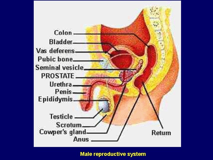 Male reproductive system 