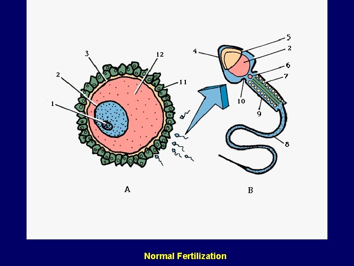 Normal Fertilization 