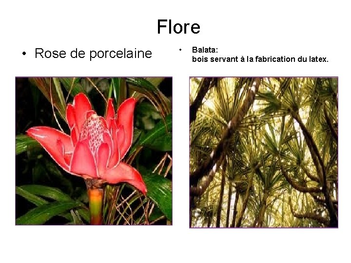 Flore • Rose de porcelaine • Balata: bois servant à la fabrication du latex.