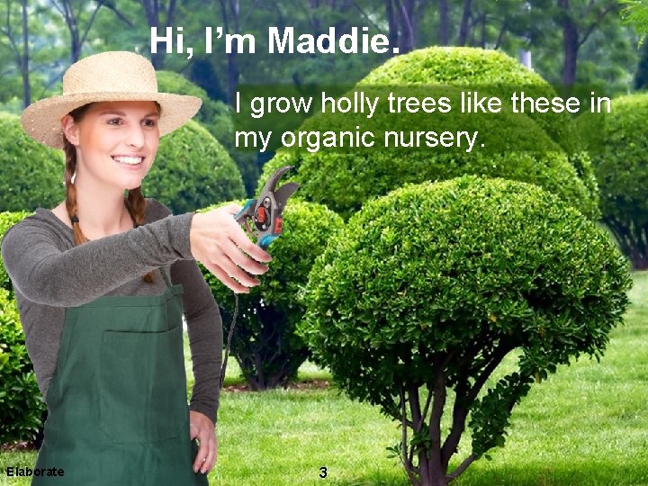 Hi, I’m Maddie. I grow holly trees like these in my organic nursery. Elaborate