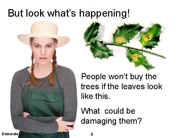 But look what’s happening! People won’t buy the trees if the leaves look like