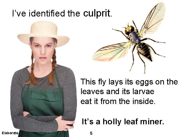 I’ve identified the culprit. This fly lays its eggs on the leaves and its