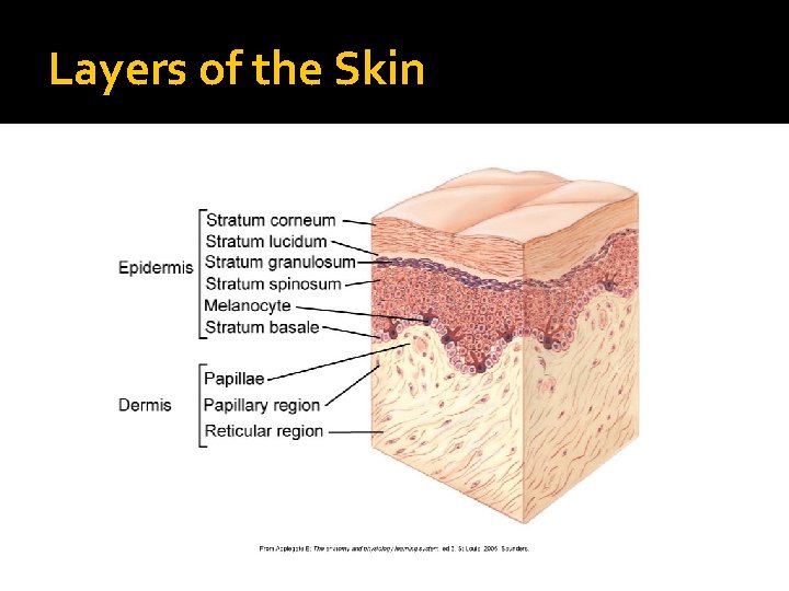 Layers of the Skin 