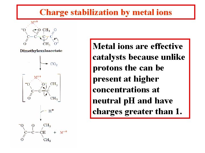 Charge stabilization by metal ions Metal ions are effective catalysts because unlike protons the