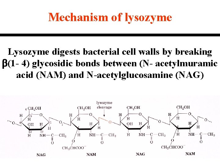 Mechanism of lysozyme Lysozyme digests bacterial cell walls by breaking b(1 - 4) glycosidic