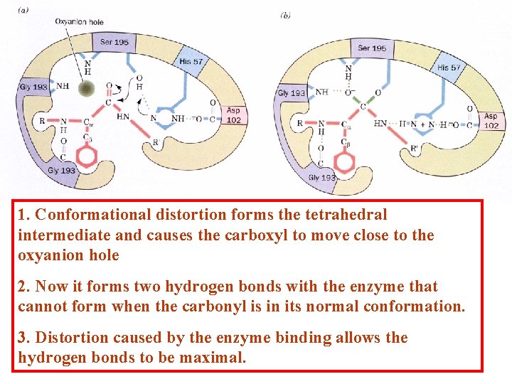 1. Conformational distortion forms the tetrahedral intermediate and causes the carboxyl to move close