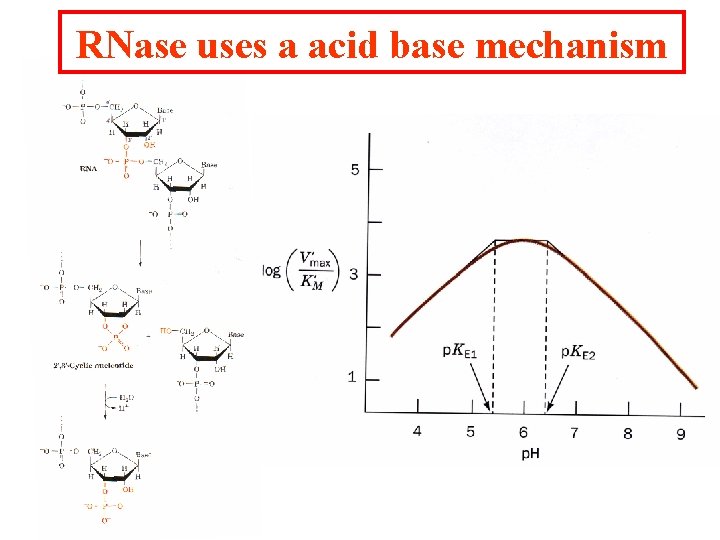 RNase uses a acid base mechanism 