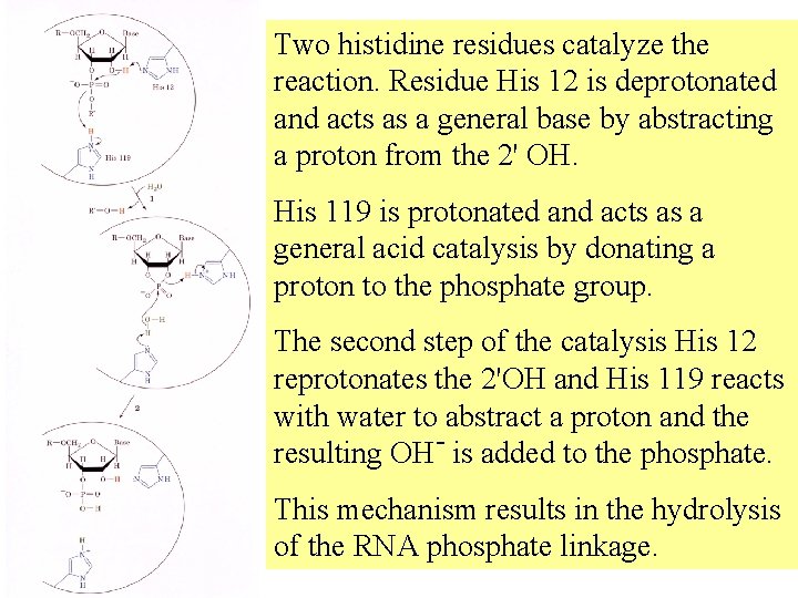 Two histidine residues catalyze the reaction. Residue His 12 is deprotonated and acts as