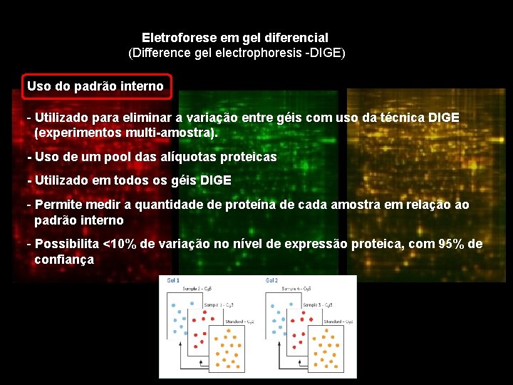 Eletroforese em gel diferencial (Difference gel electrophoresis -DIGE) Uso do padrão interno - Utilizado