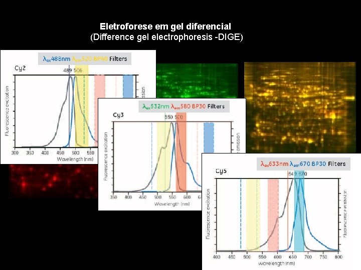 Eletroforese em gel diferencial (Difference gel electrophoresis -DIGE) 