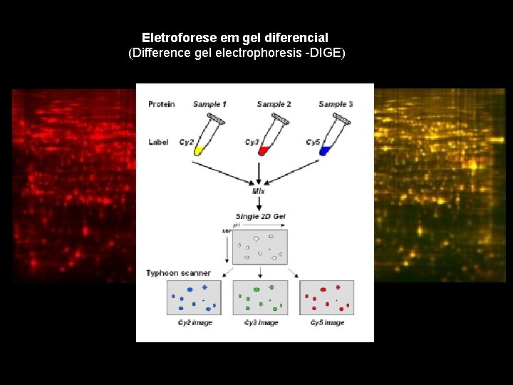 Eletroforese em gel diferencial (Difference gel electrophoresis -DIGE) 