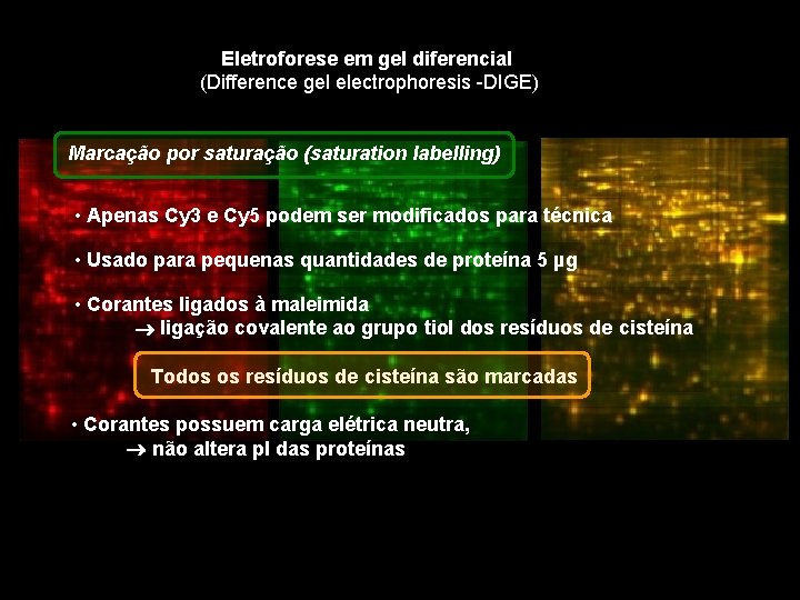 Eletroforese em gel diferencial (Difference gel electrophoresis -DIGE) Marcação por saturação (saturation labelling) •