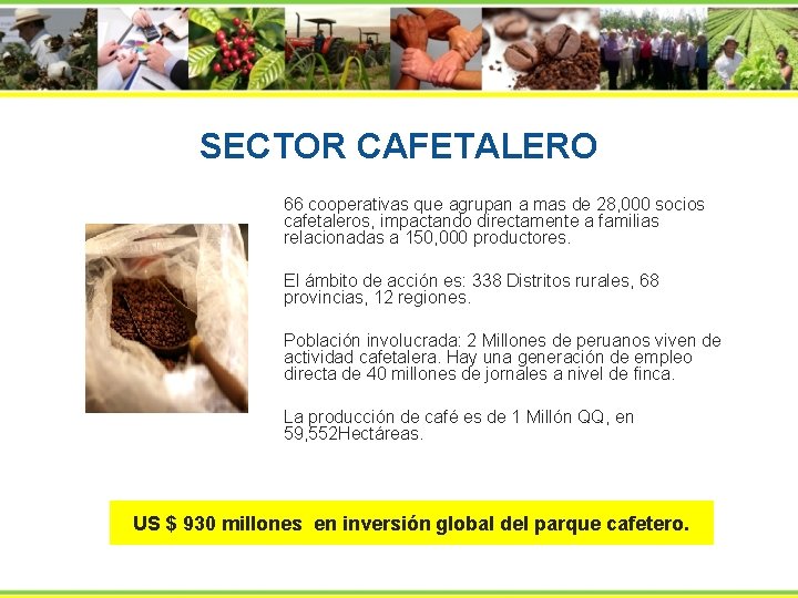 SECTOR CAFETALERO 66 cooperativas que agrupan a mas de 28, 000 socios cafetaleros, impactando