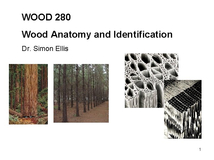 WOOD 280 Wood Anatomy and Identification Dr. Simon Ellis 1 