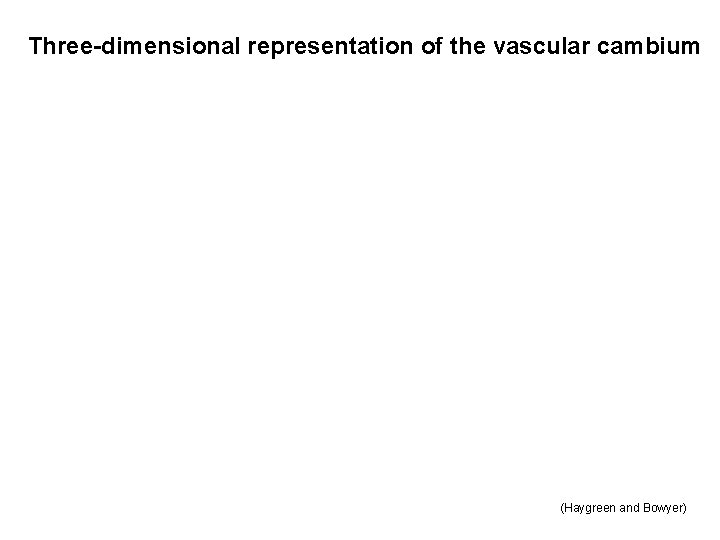 Three-dimensional representation of the vascular cambium (Haygreen and Bowyer) 