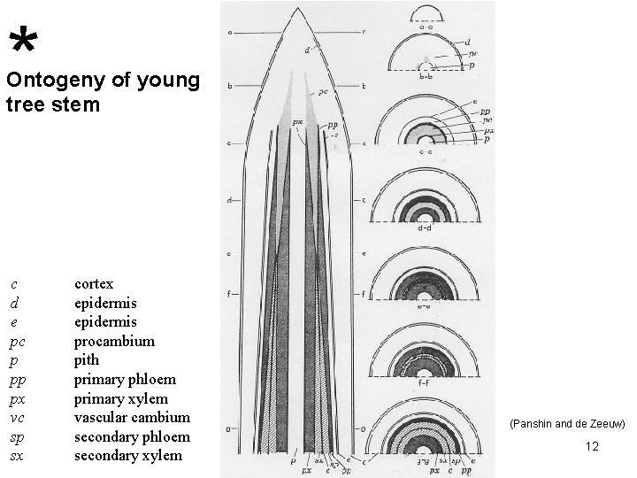 * Ontogeny of young tree stem c d e pc p pp px vc * Ontogeny of young tree stem c d e pc p pp px vc