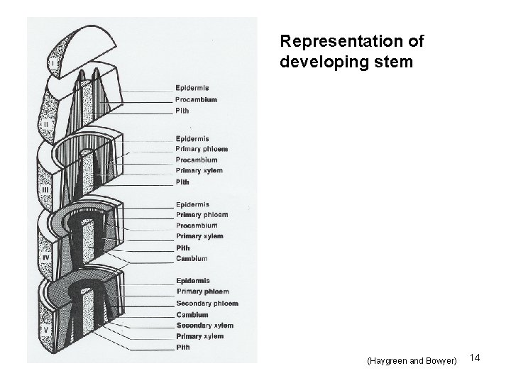 Representation of developing stem (Haygreen and Bowyer) 14 Representation of developing stem (Haygreen and Bowyer) 14