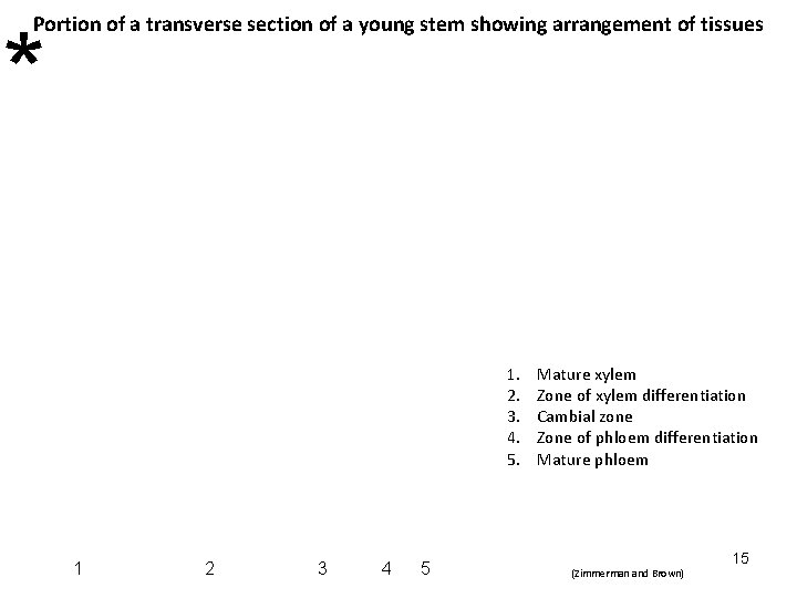 Portion of a transverse section of a young stem showing arrangement of tissues * Portion of a transverse section of a young stem showing arrangement of tissues *