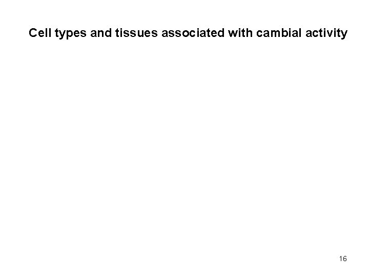 Cell types and tissues associated with cambial activity 16 Cell types and tissues associated with cambial activity 16