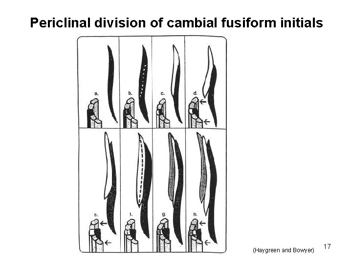 Periclinal division of cambial fusiform initials (Haygreen and Bowyer) 17 Periclinal division of cambial fusiform initials (Haygreen and Bowyer) 17