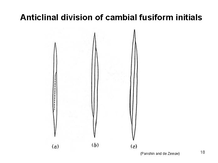 Anticlinal division of cambial fusiform initials (Panshin and de Zeeuw) 18 Anticlinal division of cambial fusiform initials (Panshin and de Zeeuw) 18