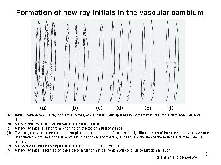 Formation of new ray initials in the vascular cambium (a) (b) (c) (d) (e)