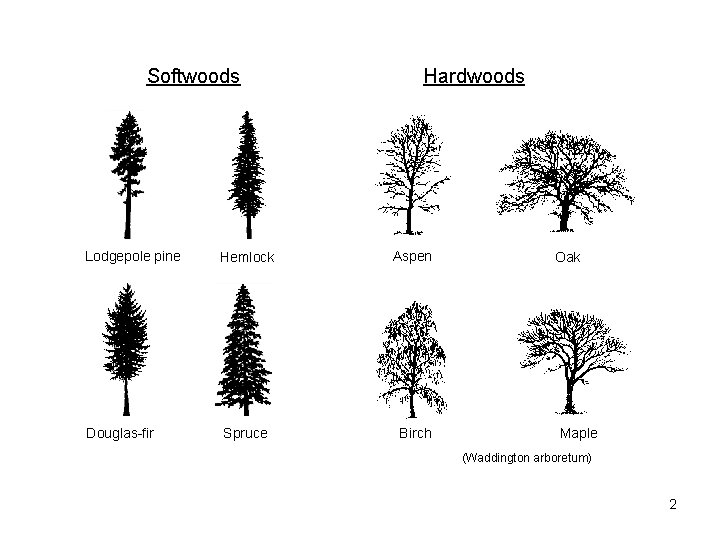 Softwoods Hardwoods Lodgepole pine Hemlock Aspen Douglas-fir Spruce Birch Oak Maple (Waddington arboretum) 2 Softwoods Hardwoods Lodgepole pine Hemlock Aspen Douglas-fir Spruce Birch Oak Maple (Waddington arboretum) 2