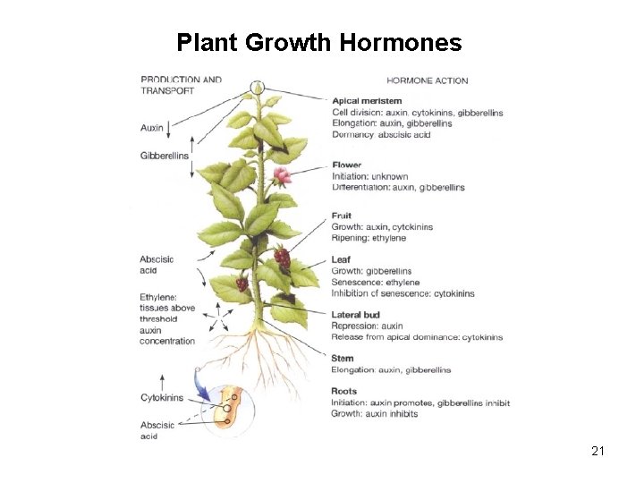 Plant Growth Hormones 21 